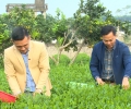 Hoàng anh Agritech đồng hành cùng nông dân thái nguyên sản xuất chè hữu cơ