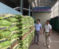 Phân vô cơ tăng giá, cơ hội nào cho phân bón hữu cơ?