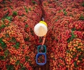 Hoàng Anh Agritech nhận Cúp vàng “Sản phẩm tiêu biểu phát triển nông nghiệp hữu cơ” 