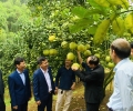 Phân bón Hoàng Anh  Agritech nâng tầm giá trị bưởi Đoan Hùng