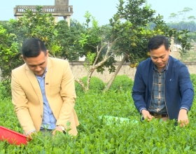 Hoàng anh Agritech đồng hành cùng nông dân thái nguyên sản xuất chè hữu cơ