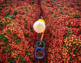 Hoàng Anh Agritech nhận Cúp vàng “Sản phẩm tiêu biểu phát triển nông nghiệp hữu cơ” 