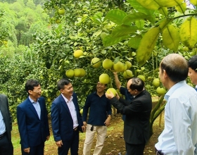 Phân bón Hoàng Anh  Agritech nâng tầm giá trị bưởi Đoan Hùng